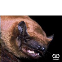 گونه خفاش جنگلی معمولی  Noctule